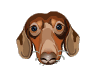 .dog.